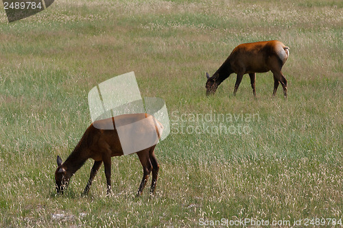 Image of Two mule deers on morning pasture