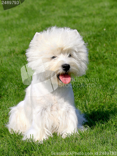 Image of Puppy of West Highland White Terrier
