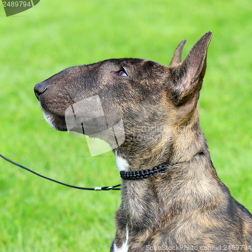 Image of Miniature Bull Terrier 