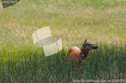 Image of Mule deer on a morning pasture