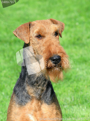 Image of Airedale Terrier in the garden