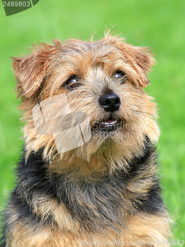 Image of Norfolk terrier on a green grass lawn