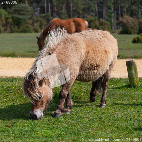 Image of Wild pony in New Forest National Park