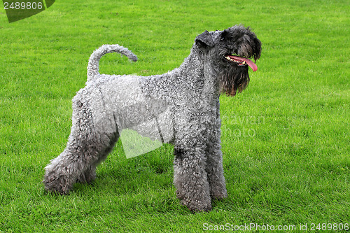 Image of Portrait of Kerry Blue Terrier