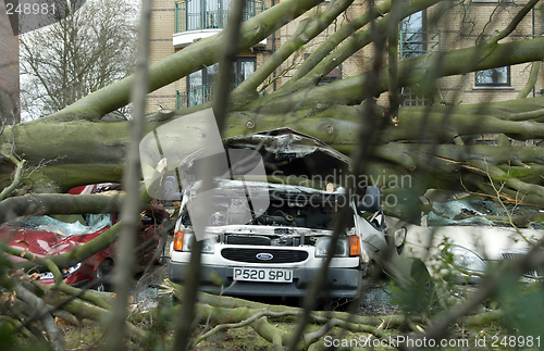 Image of Fallen Tree in Windy Weather