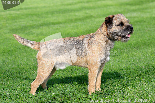 Image of Border terrier on a green grass lawn