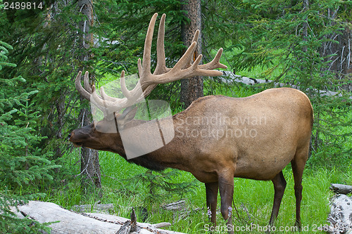 Image of Large bull elk grazing in summer grass in Yellowstone