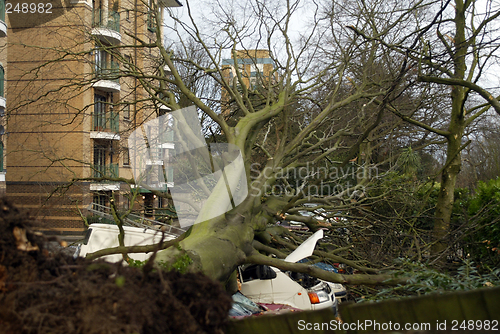 Image of fallen tree in windy weather