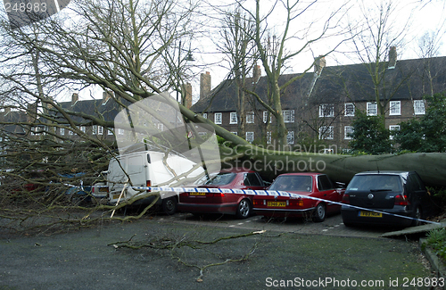 Image of fallen tree in windy weather