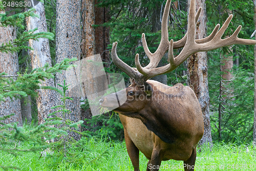 Image of Large bull elk grazing in summer grass in Yellowstone