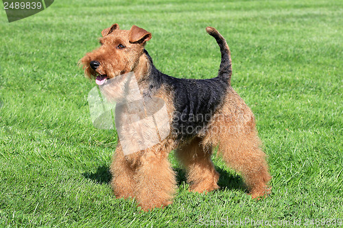 Image of Typical Welsh Terrier in a summer garden