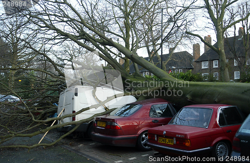 Image of fallen tree in windy weather