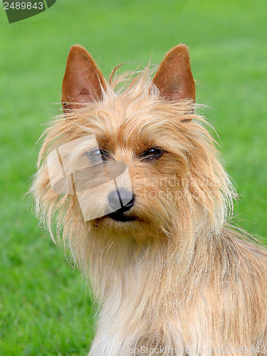 Image of The portrait of Australian Terrier 