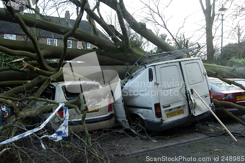 Image of Fallen Tree in Windy Weather