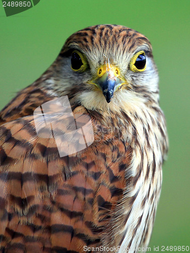 Image of Portrait of Northern Goshawk