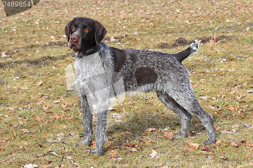 Image of The typical Bohemian wire-haired Pointing Griffon