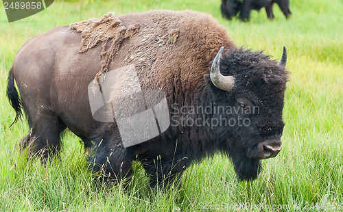 Image of American Bison in the Yellowstone National Park 