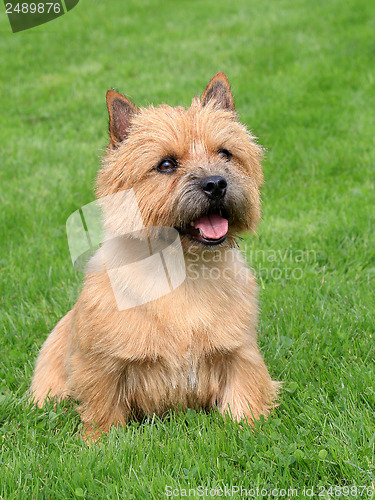 Image of The typical Norwich Terrier on a green grass lawn