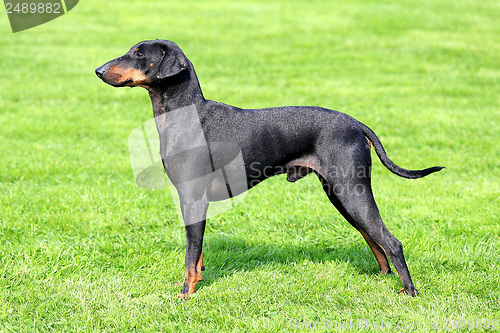 Image of Manchester Terrier on a green grass lawn