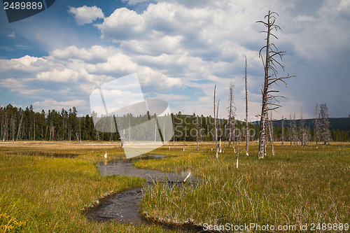 Image of Dead forest in Yellowstone National Park