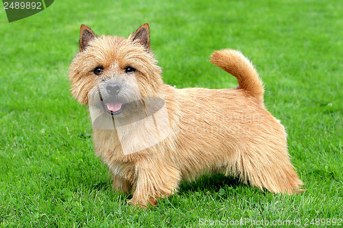 Image of The typical Norwich Terrier on a green grass lawn