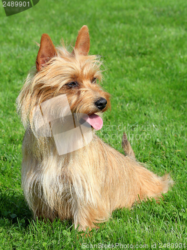 Image of Australian Terrier in a garden