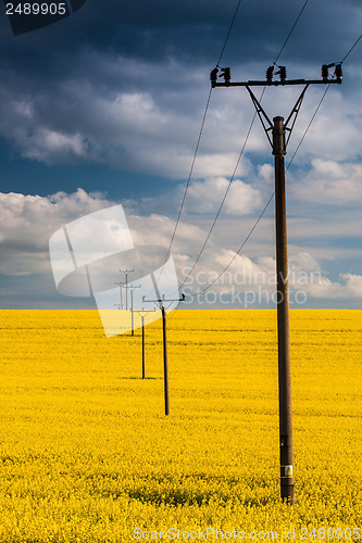 Image of Rape field and blue sky