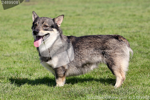 Image of The typical Swedish Vallhund in the garden