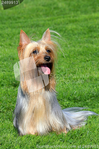 Image of Australian Silky Terrier on a green grass lawn