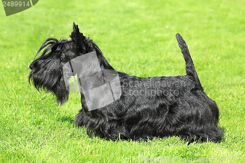 Image of Black Scottish Terrier on a green grass lawn