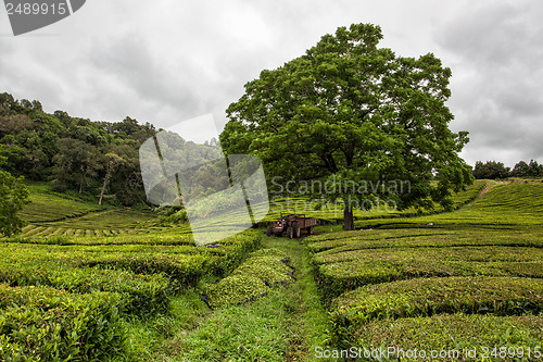 Image of Tea plantation on Azores