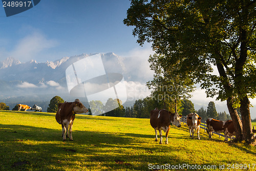 Image of On pasture in the morning mist