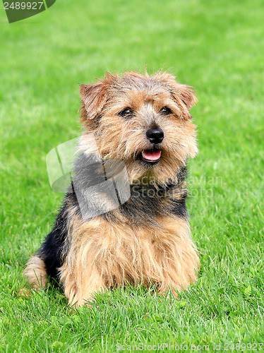 Image of Norfolk terrier on a green grass lawn