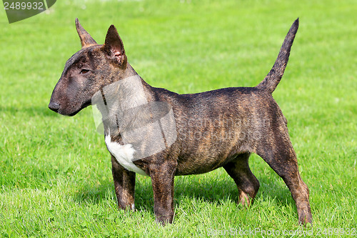 Image of Miniature Bull Terrier 