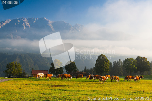 Image of On pasture in the morning mist