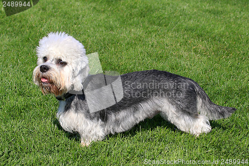 Image of Dandie Dinmont Terrier on a green grass lawn