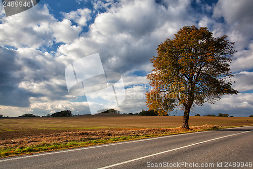 Image of Autumn scenery near a empty road