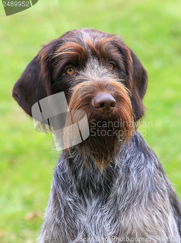 Image of The typical Bohemian wire-haired Pointing Griffon