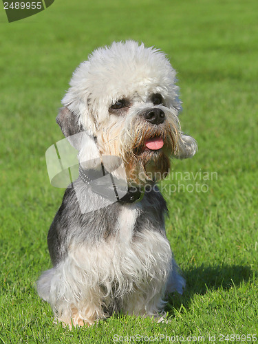 Image of Dandie Dinmont Terrier on a green grass lawn