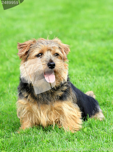 Image of Norfolk terrier on a green grass lawn