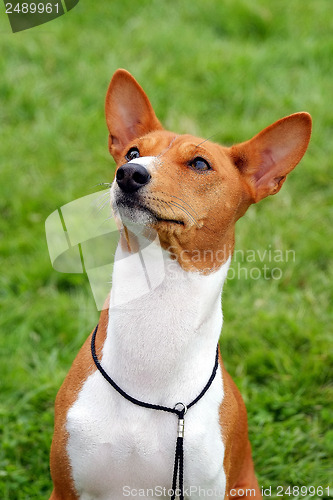 Image of Basenji dog on a green grass lawn