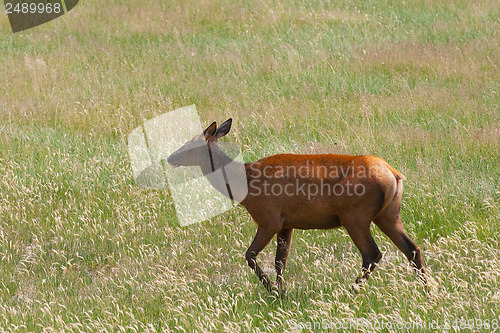 Image of Mule deer on morning pasture