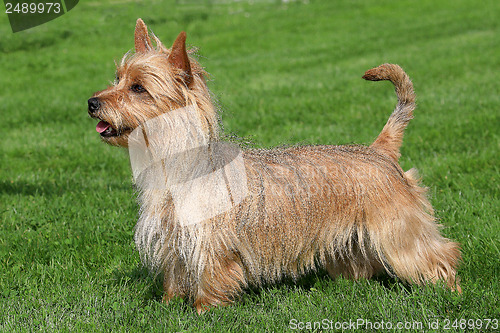 Image of Australian Terrier on a green grass lawn