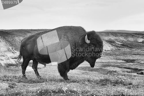 Image of American Bison in the Yellowstone National Park 