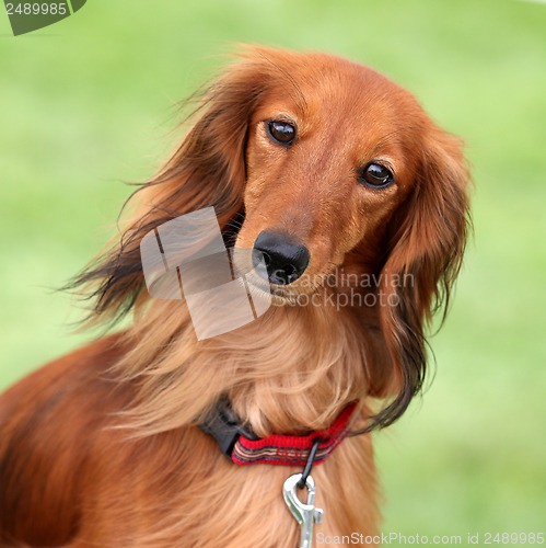 Image of Dashund dog in a garden