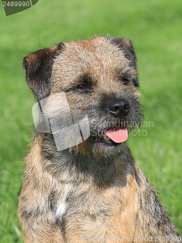 Image of Border terrier on a green grass lawn