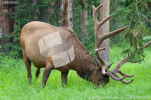 Image of Large bull elk grazing in summer grass in Yellowstone