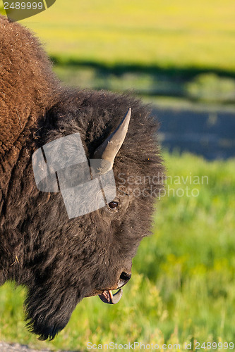 Image of The detail of typical American Bison 