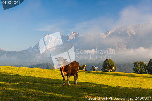 Image of On pasture in the morning mist