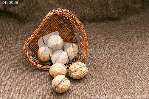 Image of Walnuts in the old wicker basket on burlap